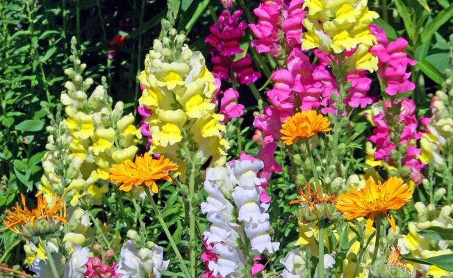 Gura-leului: floarea rustică ideală pentru borduri colorate