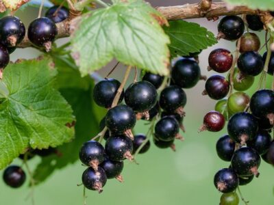 Plantarea coacăzelor – când, unde și cum pentru tufe bogate