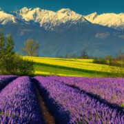 Secretele lavandei românești: de la plantare la tufe bogate și parfumate