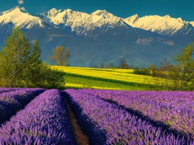 Secretele lavandei românești: de la plantare la tufe bogate și parfumate