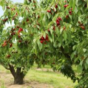 Vișinul – pomul ideal pentru curți mici. Cum îl plantezi și întreții