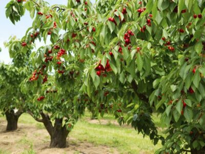 Vișinul – pomul ideal pentru curți mici. Cum îl plantezi și întreții