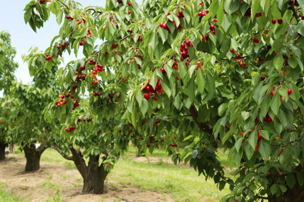 Vișinul – pomul ideal pentru curți mici. Cum îl plantezi și întreții