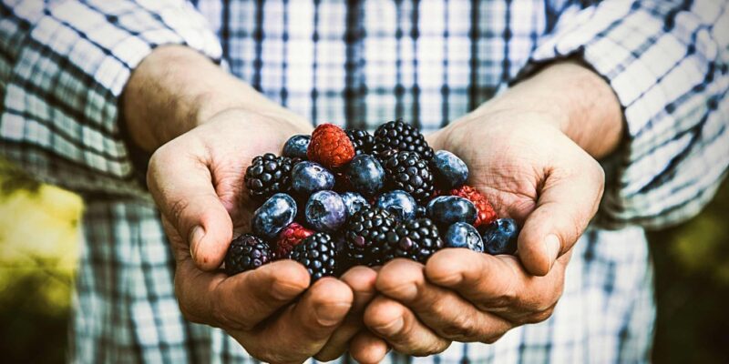 Fructele de pădure – cum le adaptezi la grădina ta