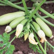 Ghid complet pentru cultivarea dovleceilor în sol românesc