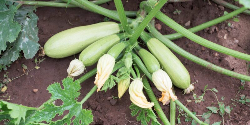 Ghid complet pentru cultivarea dovleceilor în sol românesc