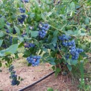 Cum se cultivă afinele în grădină – trucuri pentru un sol acid