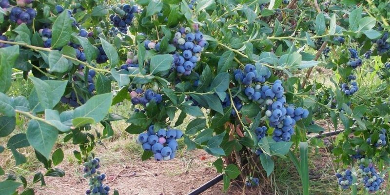 Cum se cultivă afinele în grădină – trucuri pentru un sol acid
