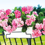 Cele mai bune combinații de flori anuale pentru jardiniere