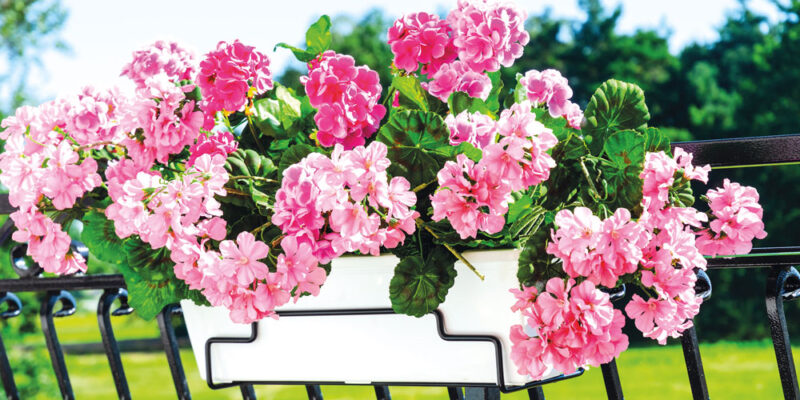 Cele mai bune combinații de flori anuale pentru jardiniere