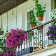 Petunii spectaculoase: trucuri de plantare și udare pentru flori bogate
