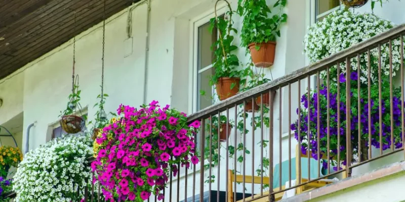 Petunii spectaculoase: trucuri de plantare și udare pentru flori bogate