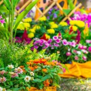 Cum alegi cele mai bune plante ornamentale pentru grădini mici
