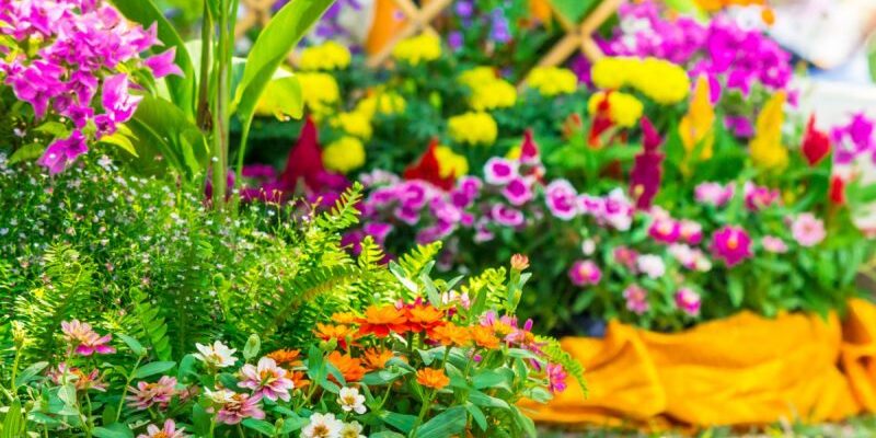 Cum alegi cele mai bune plante ornamentale pentru grădini mici
