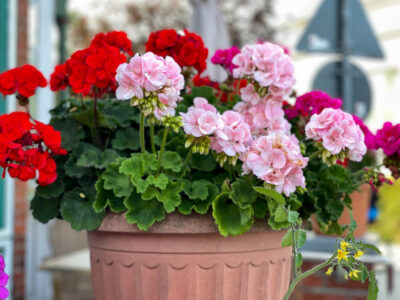 Cum să ai mușcate cu flori bogate. Trucuri care îți vor colora grădina sau balconul