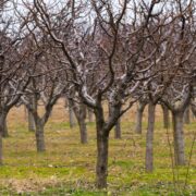 Rețeta naturală pentru stropirea pomilor în luna iulie – fără pesticide chimice