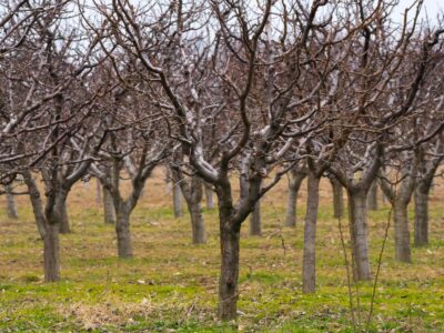 Rețeta naturală pentru stropirea pomilor în luna iulie – fără pesticide chimice