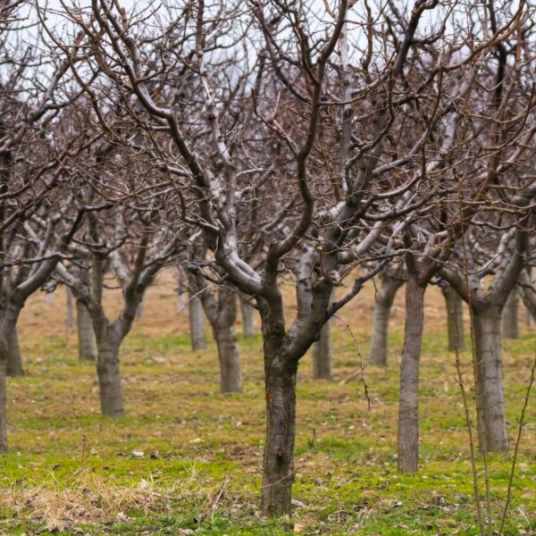 Rețeta naturală pentru stropirea pomilor în luna iulie – fără pesticide chimice