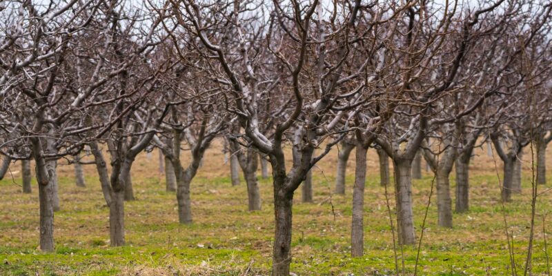 Rețeta naturală pentru stropirea pomilor în luna iulie – fără pesticide chimice