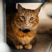 Cum te avertizează pisica despre prezența energiei negative în casă