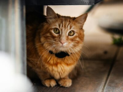 Cum te avertizează pisica despre prezența energiei negative în casă