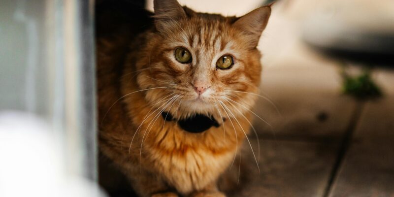 Cum te avertizează pisica despre prezența energiei negative în casă